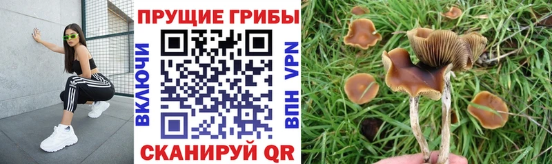 Псилоцибиновые грибы мицелий наркота Нальчик